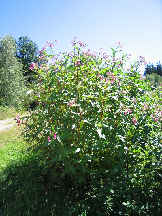 Impatiens glandulifera